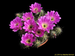 Echinocereus cinerascens v. cinerascens RM104 1502